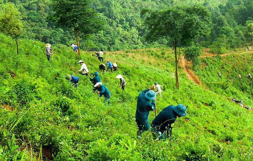 Tình hình rừng tại Việt Nam - OneDay