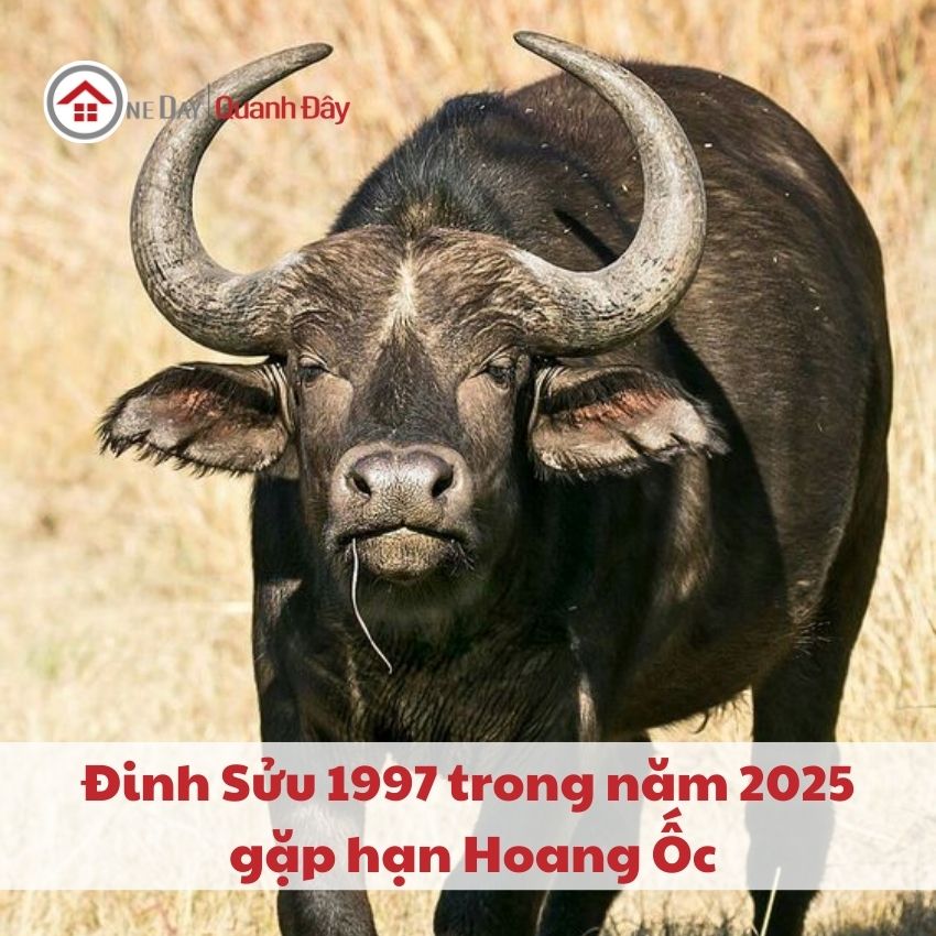 han-hoang-oc-1997