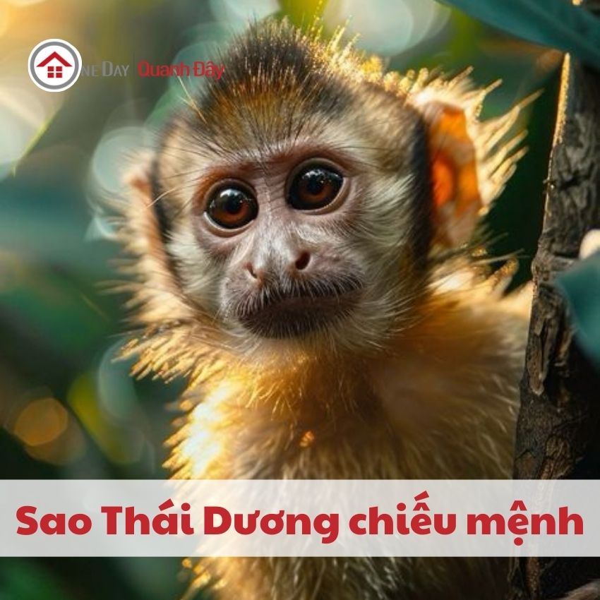 sao-thai-duong-chieu-menh-1956