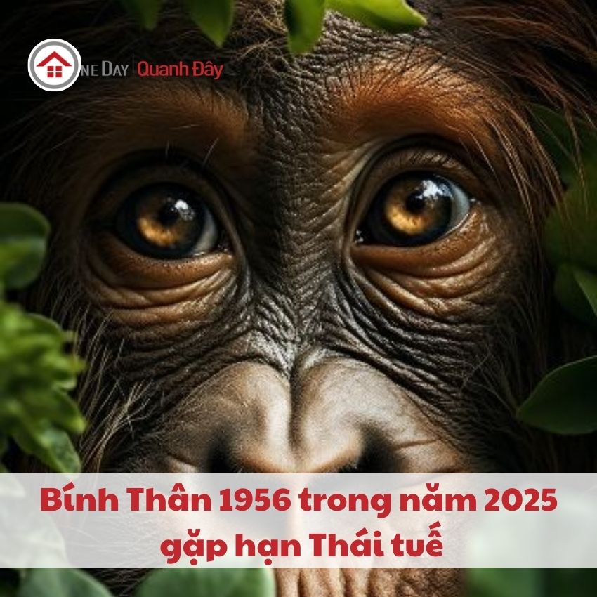 van-han-1956-trong-nam-2025