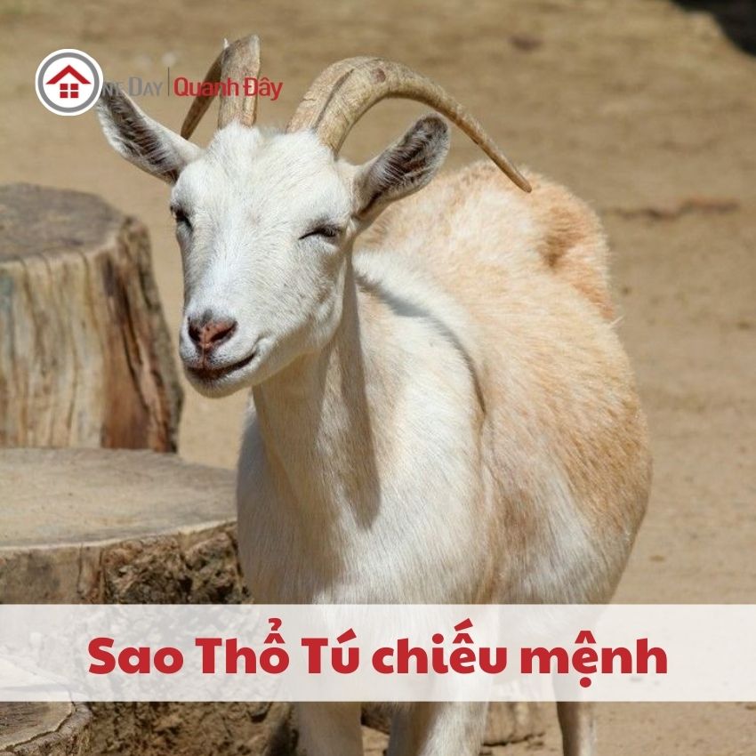 sao-ho-tu-chieu-menh-2003