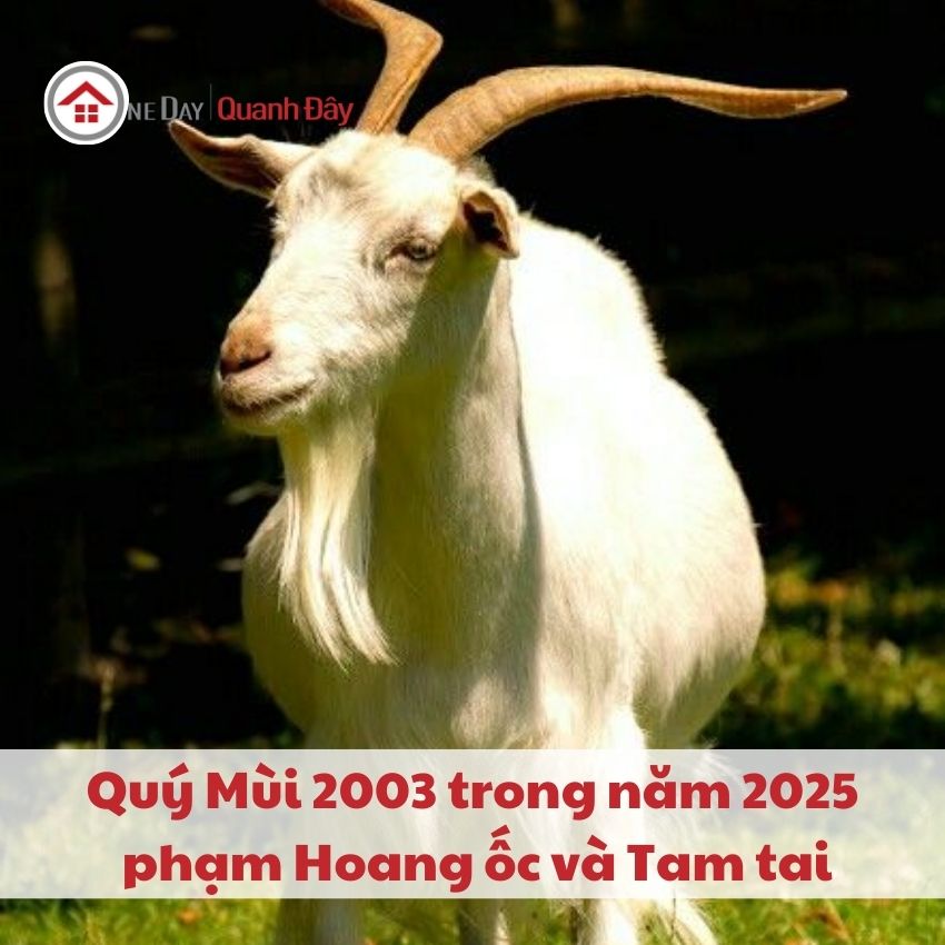 van-han-2003-trong-nam-2025